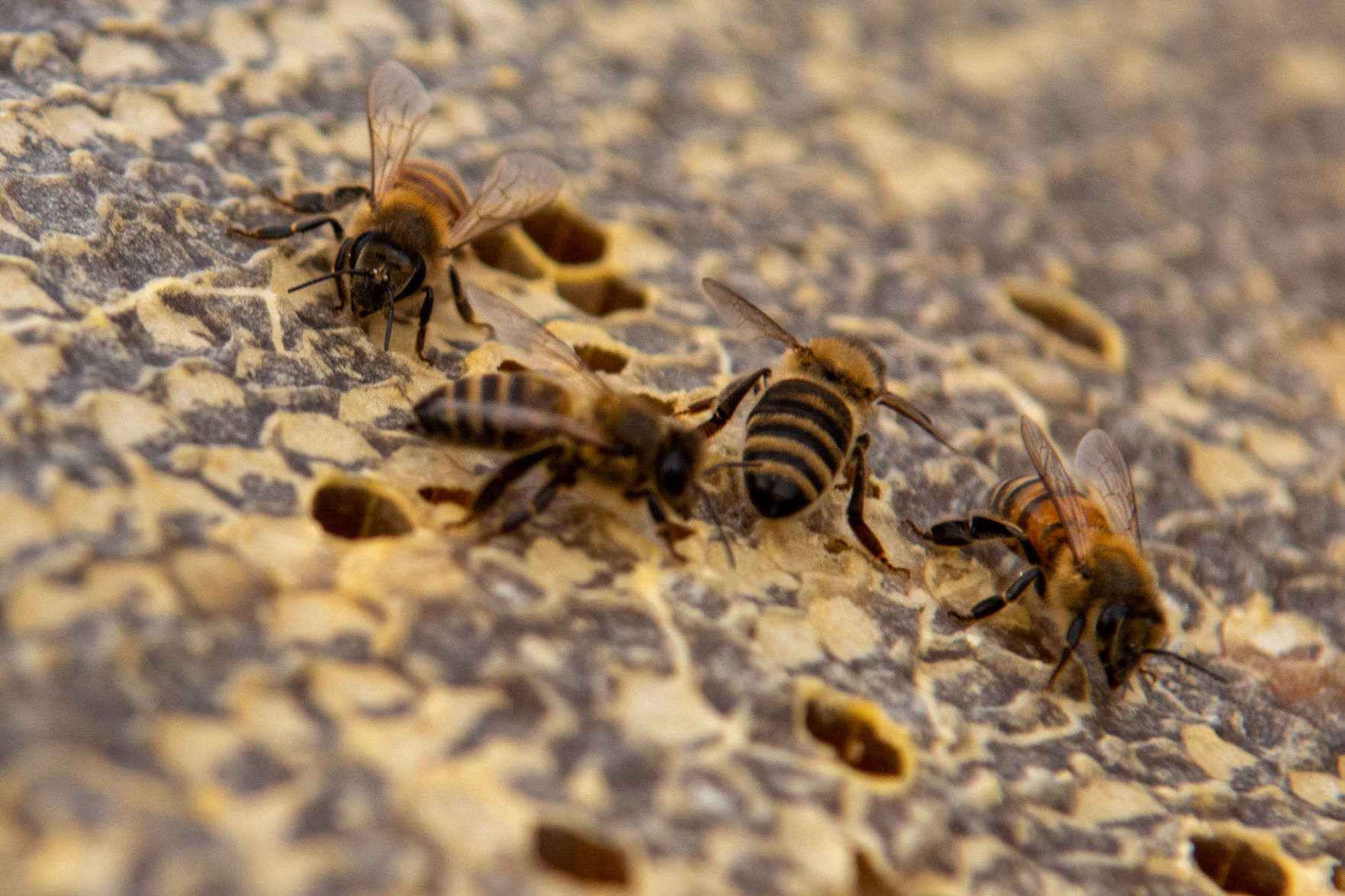11172019_local_bees-9.jpg